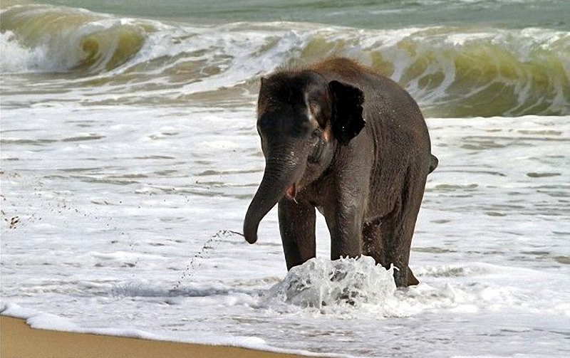 elephant swim 01    