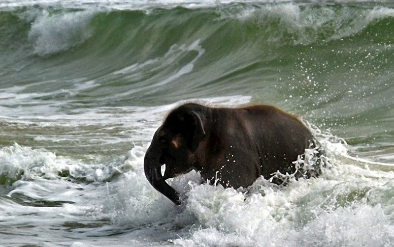 elephant swim 04    