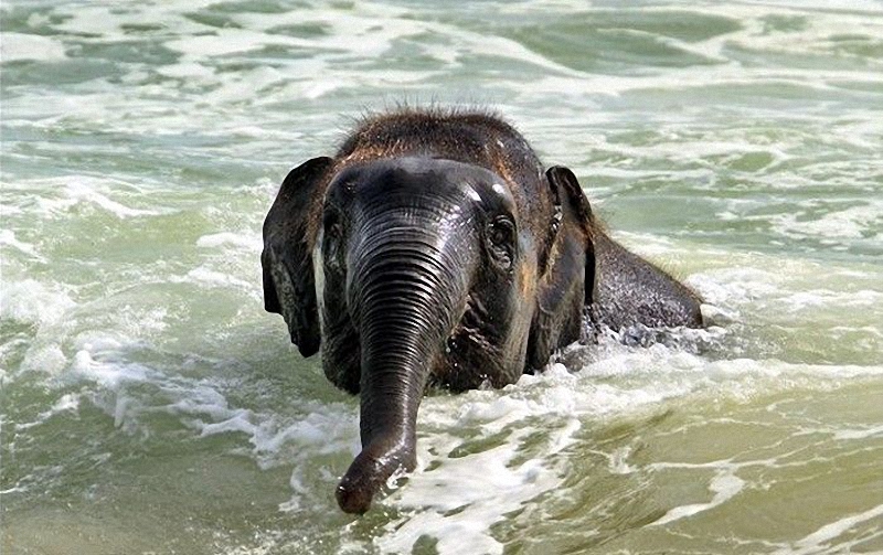 elephant swim 05    