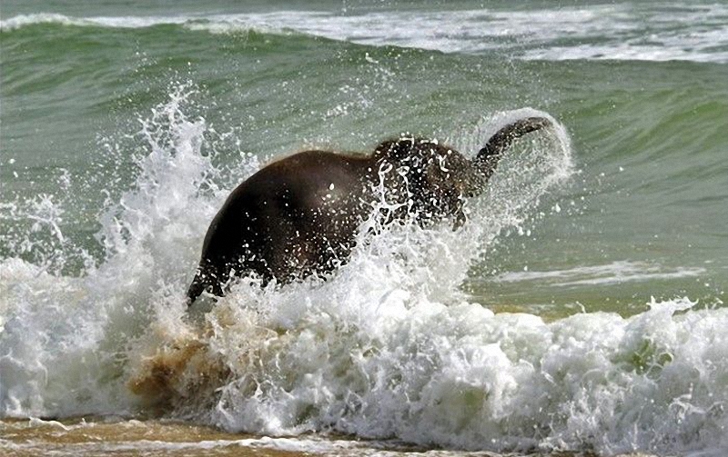 elephant swim 06    