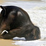 elephant swim 07 150x150 Бельчонок сирота и режиссер   лучшие друзья