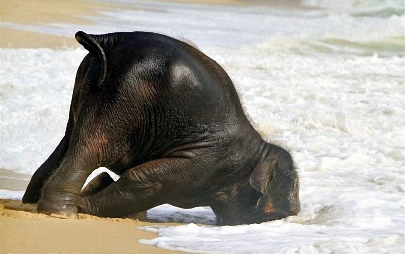elephant swim 07 Слонёнок на пляже 