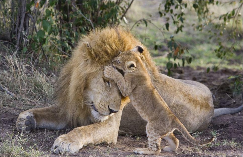 lion cub meeting his father 01 Первая встреча львенка с отцом