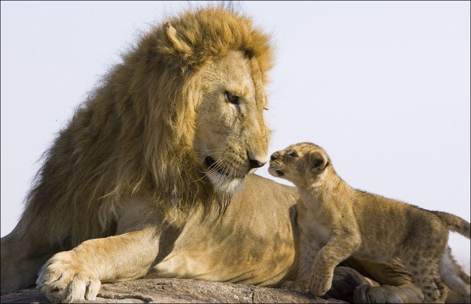 lion cub meeting his father 02     