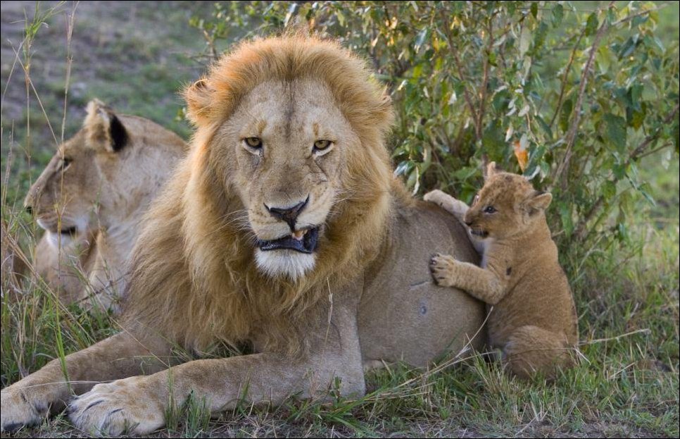 lion cub meeting his father 04     
