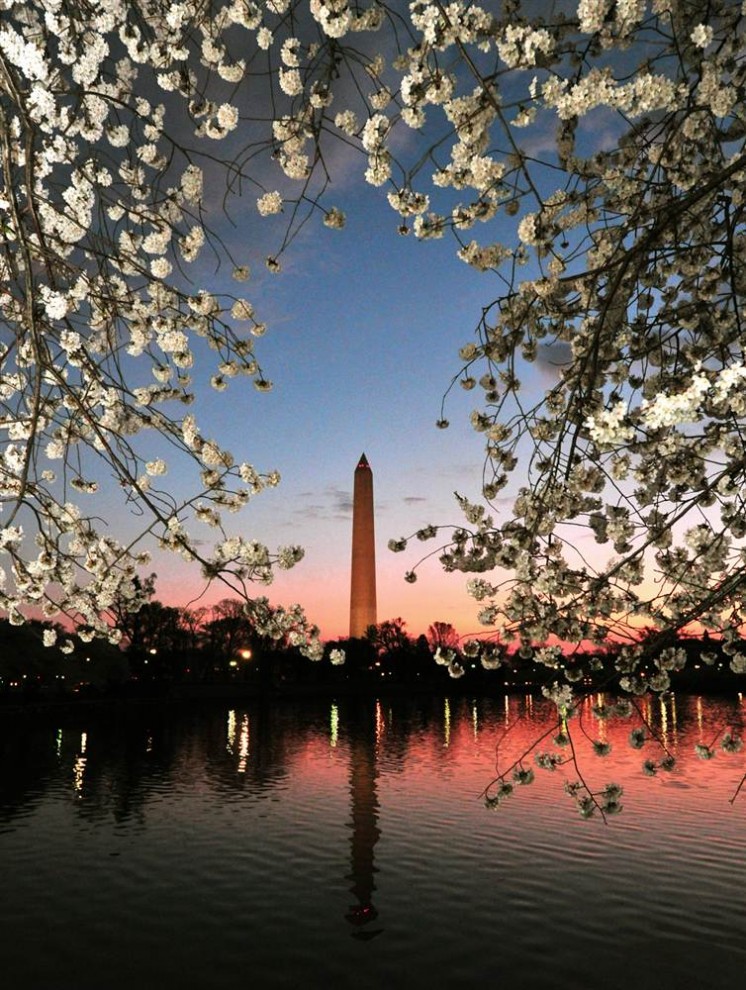 stars24 644x9901 Фестиваль цветения сакуры в Вашингтоне 2012