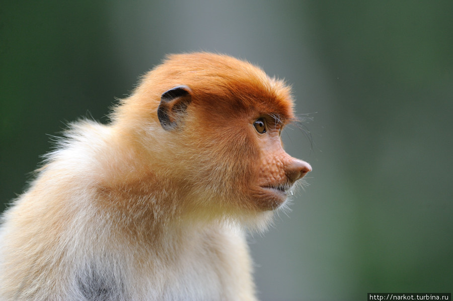 super.photo  Эмоциональные обезьяны носачи