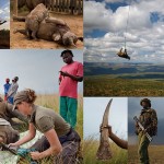 носорог 150x150 Экстраординарная сафари свадьба в Зимбабве