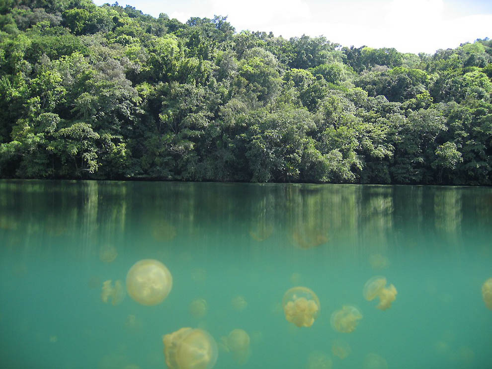 12101 Озеро медуз