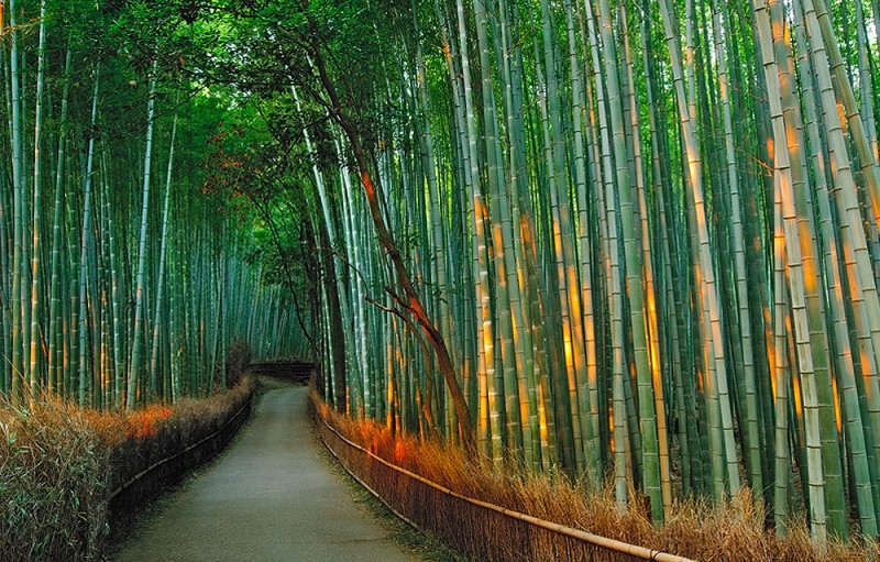 Бамбуковый коридор у подножья горы в Киото 1267-800x511
