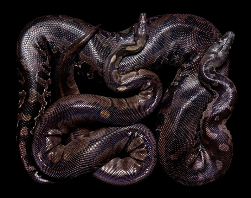 1658 Змеиная коллекция Гвидо Мокафико