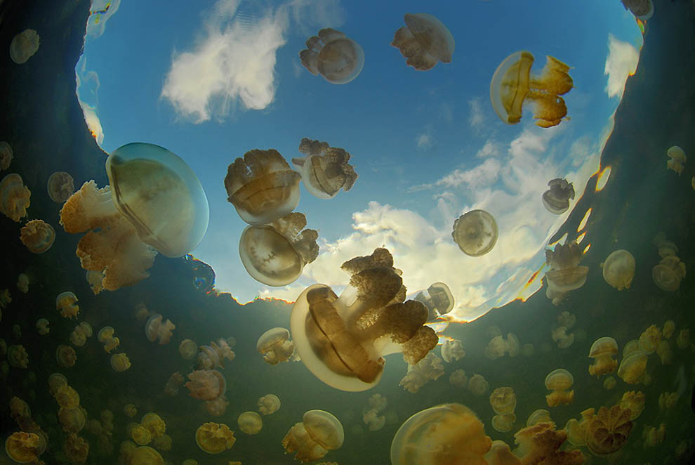 2201 Озеро медуз