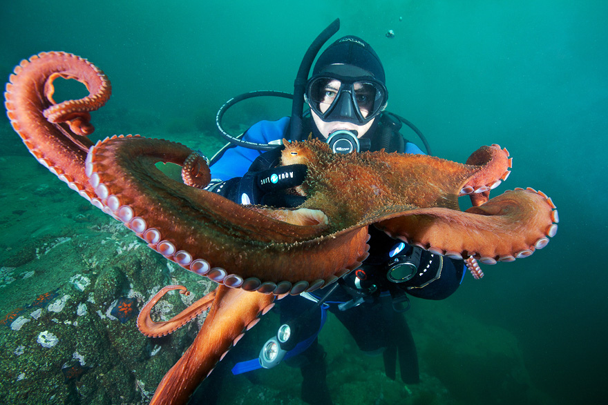 2525 Подводные чудеса Белого моря на фото Александра Семенова