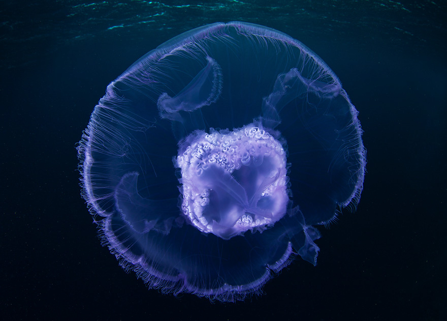 2819 Подводные чудеса Белого моря на фото Александра Семенова