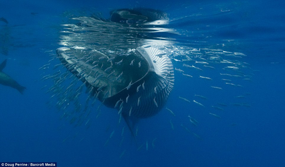 2BRMmmbO Обедающий кит едва не проглотил фотографа