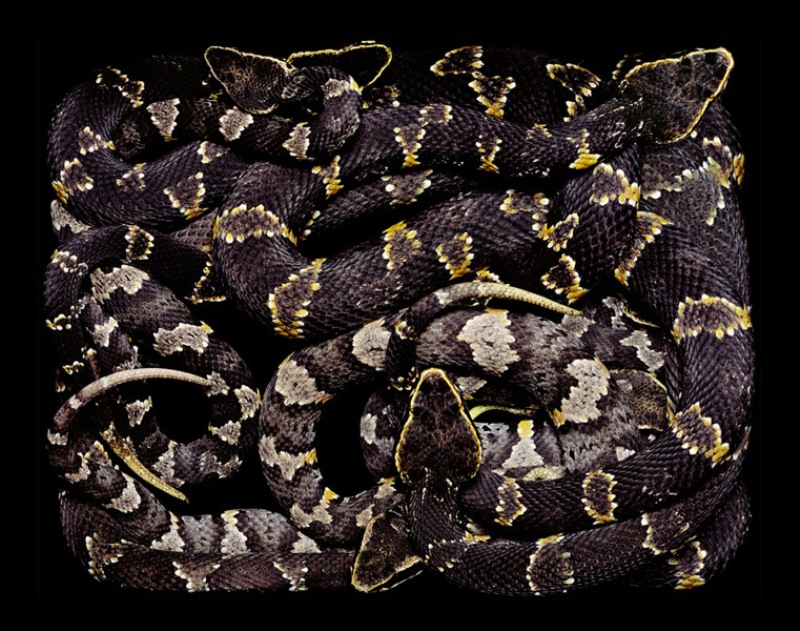 4911 de colectare Snake Guido Mokafiko