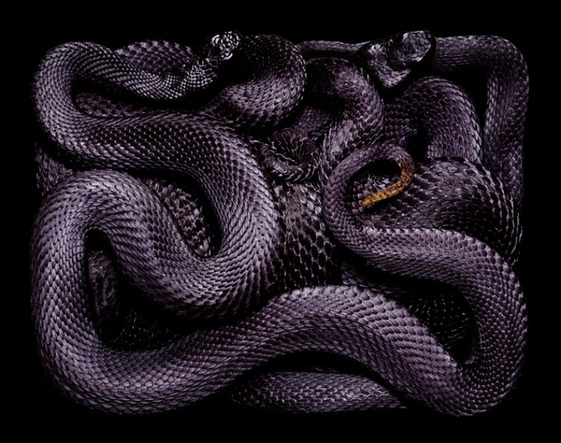 5312 de colectare Snake Guido Mokafiko