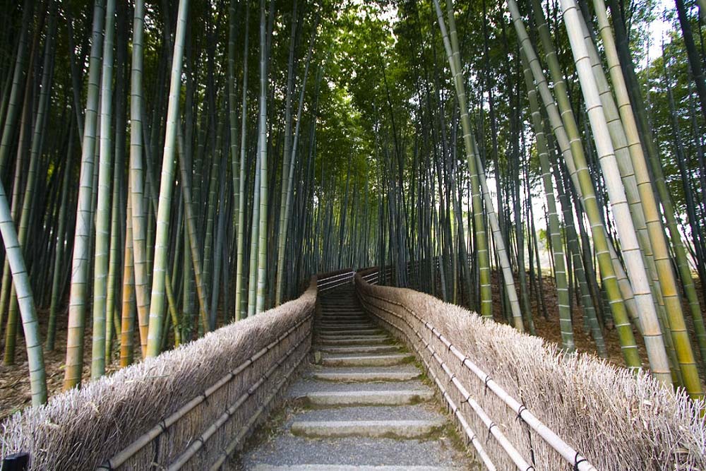 Бамбуковый коридор у подножья горы в Киото 590