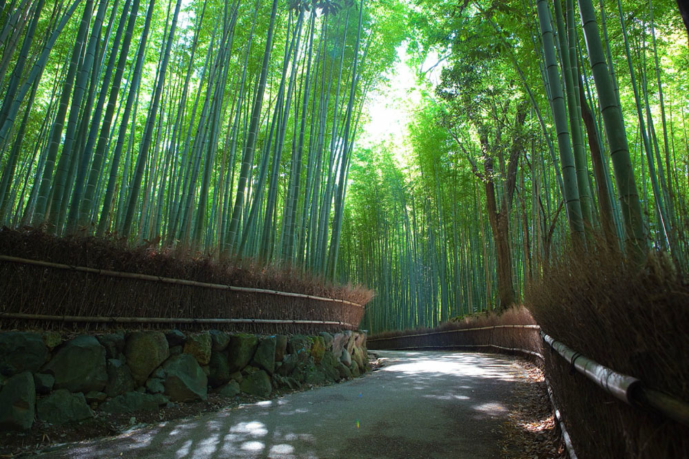 Бамбуковый коридор у подножья горы в Киото 683
