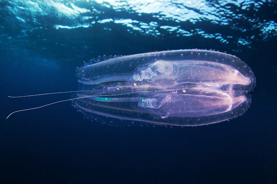 875 Подводные чудеса Белого моря на фото Александра Семенова