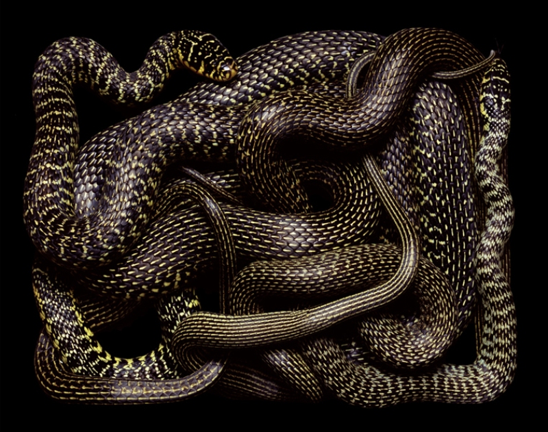985 de colectare Snake Guido Mokafiko