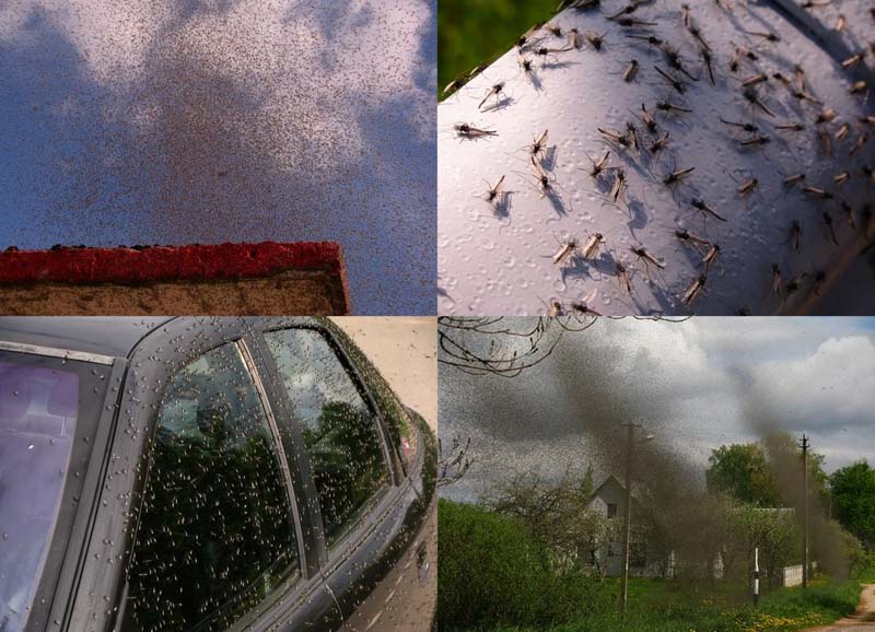 BIGPIC221 Нашествие комаров на деревню в Беларуси