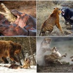 BIGPIC30 150x150 10 видов животных, которых можно встретить в неожиданных местах