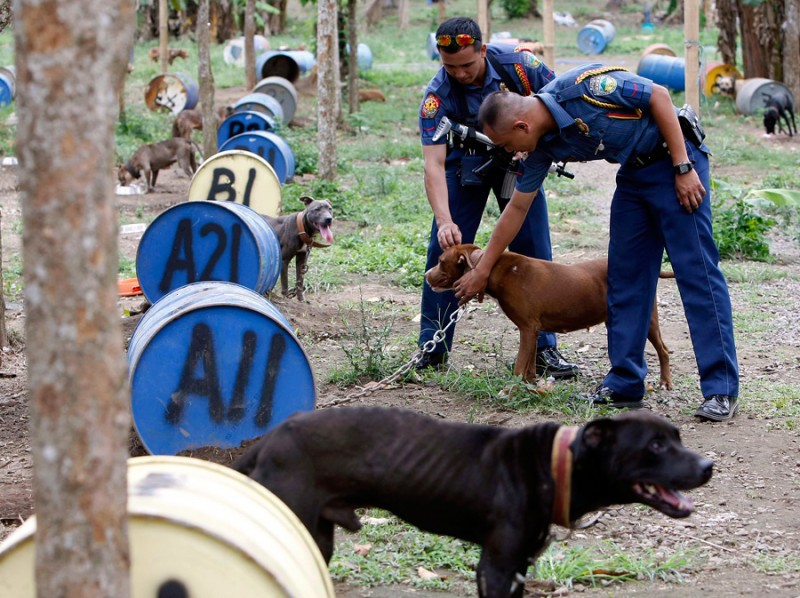 dogs12 800x598 На Филиппинах защитники животных обнаружили собачий концлагерь