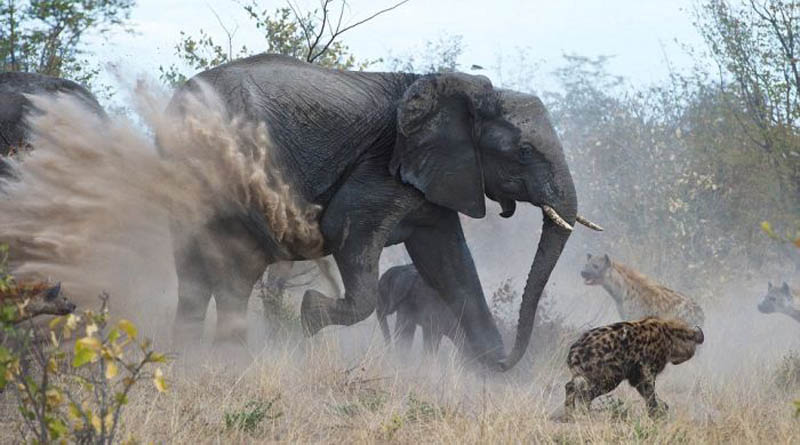 Слониха отбила у гиен своего малыша