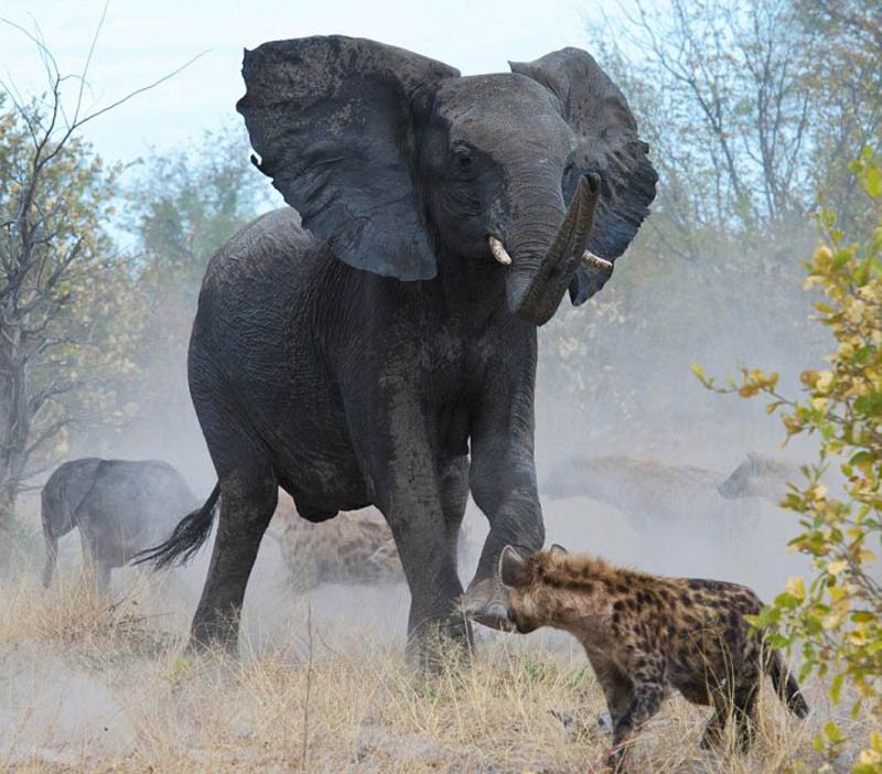elephanw Слониха отбила у гиен своего малыша