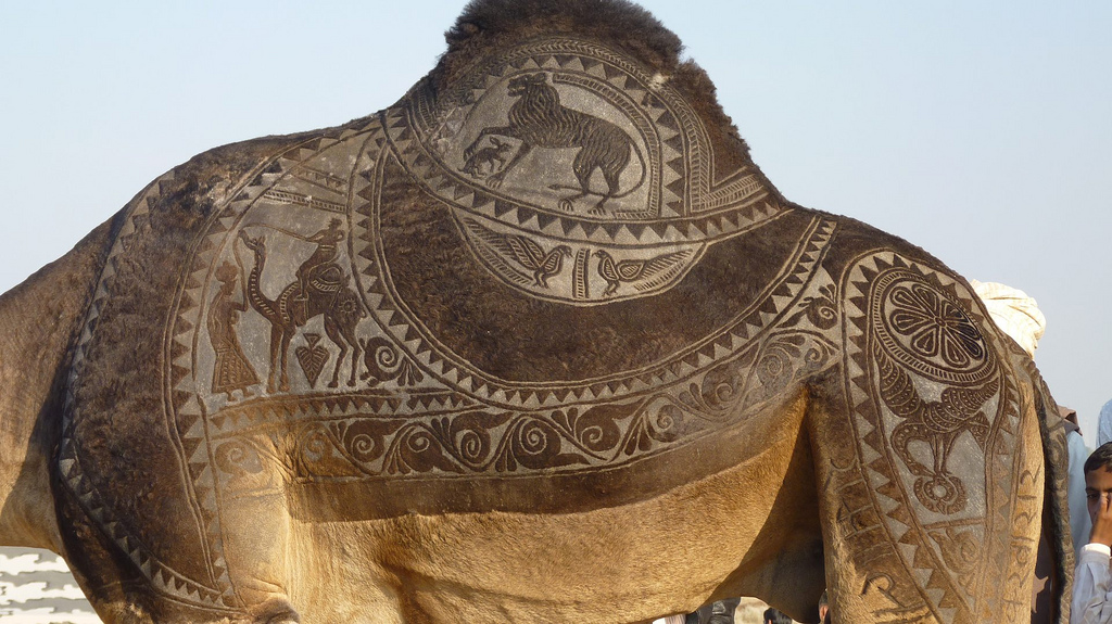 1808 Camel Arta