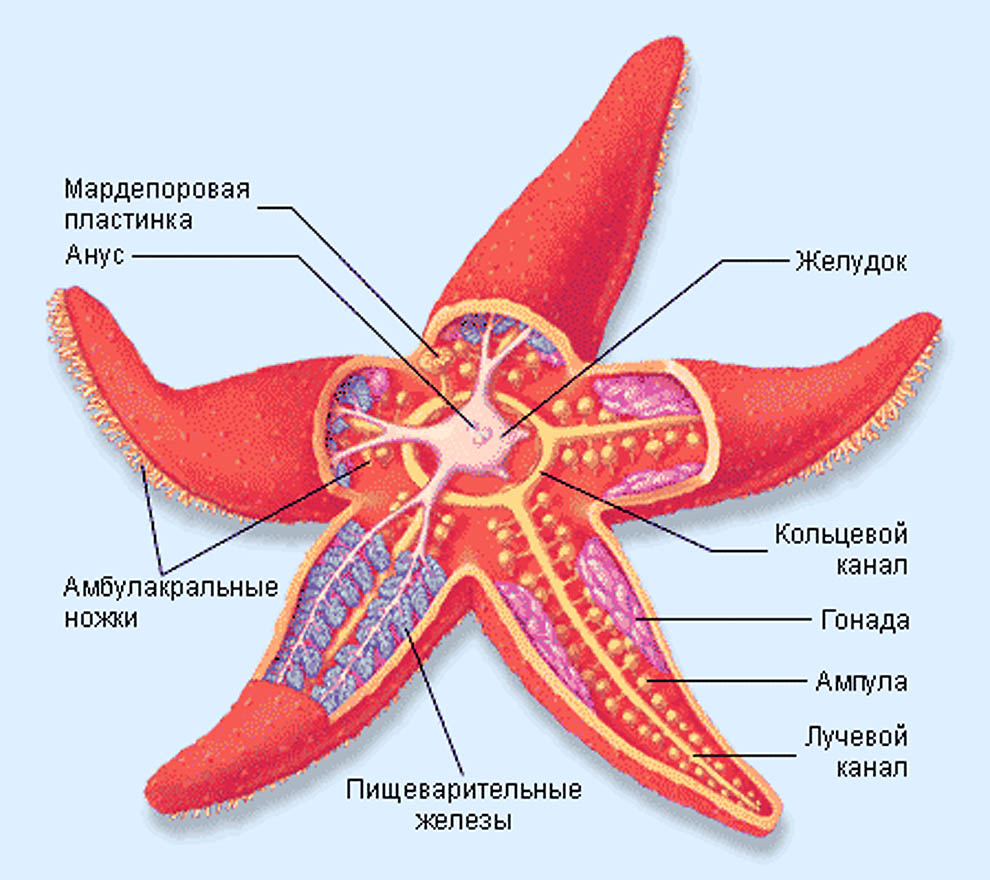 spines-spines-starfish-function