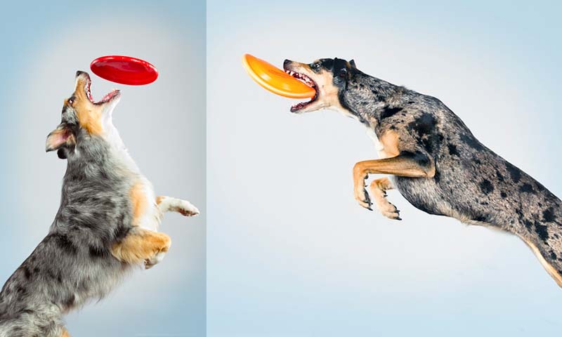 BIGPIC2214 Прыгающие собаки в новом проекте Карли Дэвидсон Аппорт!
