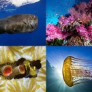 Лучшие подводные снимки 2012