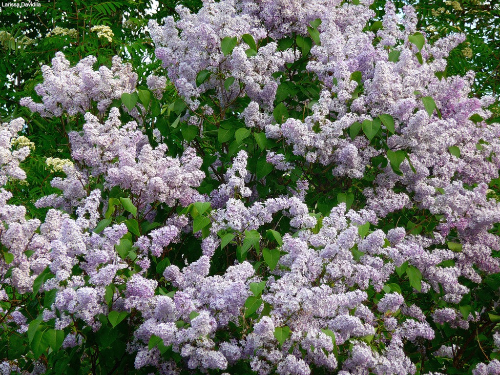 lilac12 Сирень в цвету