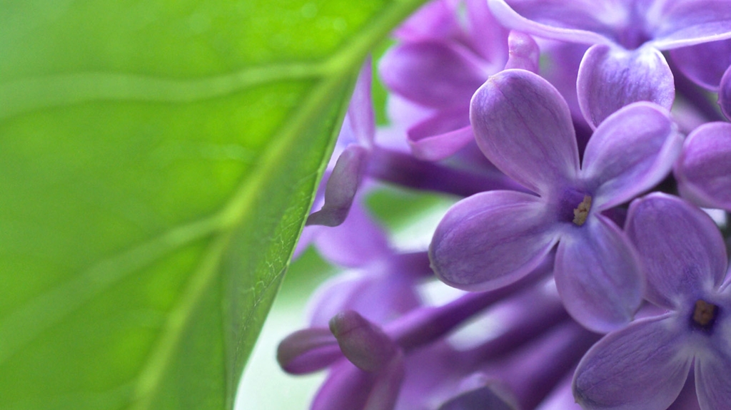 lilac18 Сирень в цвету