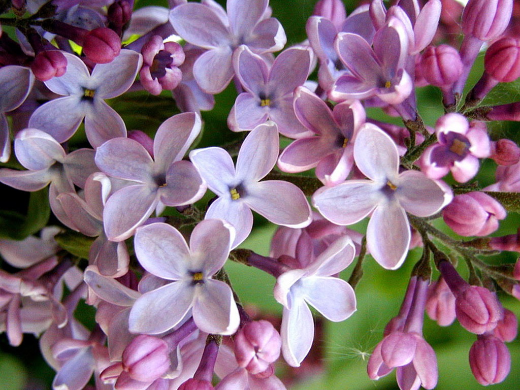 lilac22 Сирень в цвету