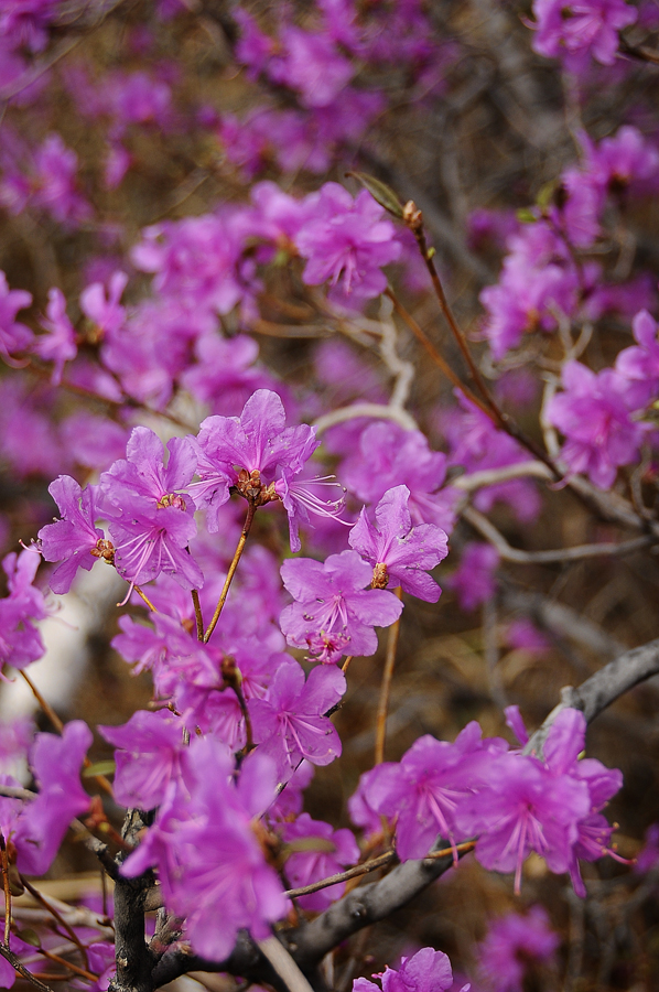 purple02 Цветение багульника   удивительное и чудесное зрелище