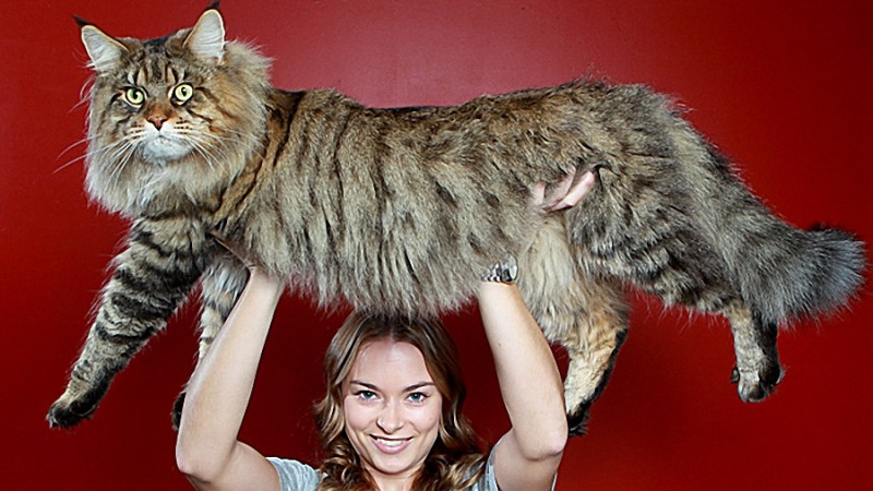 0034 800x450 Руперт   самый крупный кот в мире