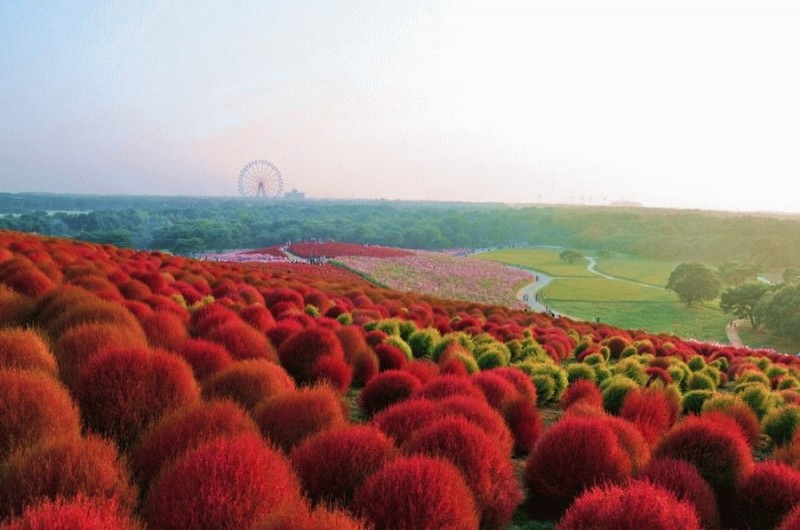 1145 800x530 Рассветная страна цветов «Hitachi Seaside Park»