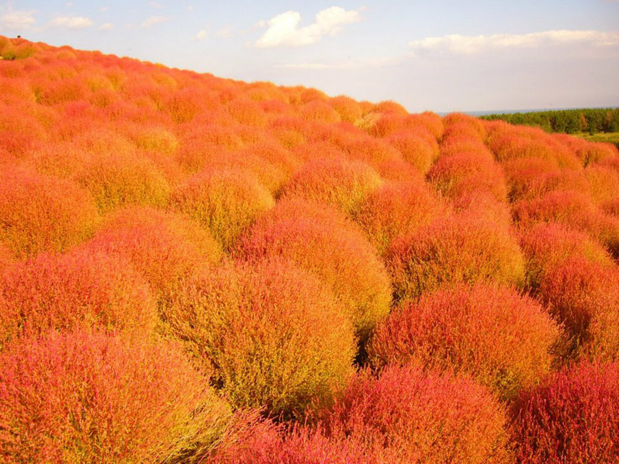 1237 Рассветная страна цветов «Hitachi Seaside Park»