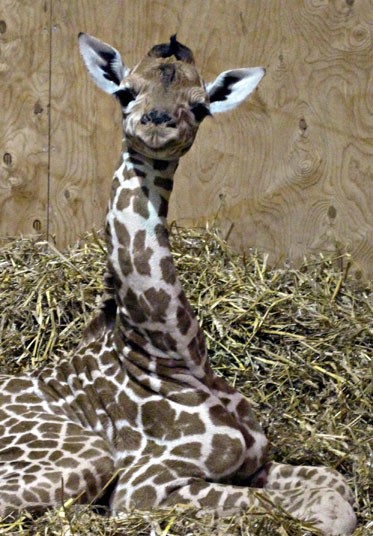 1305 Новорожденный жираф в Бристольском зоопарке