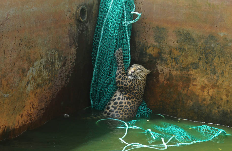 1390 Осталось восемь жизней   дикий леопард спасся, упав в резервуар с водой