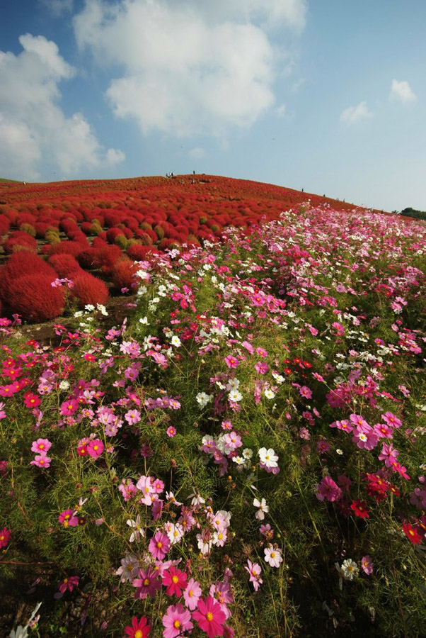 1430 Рассветная страна цветов «Hitachi Seaside Park»