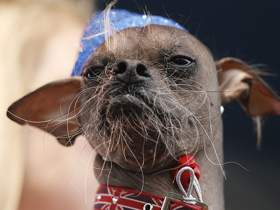 1498 Конкурс на самую уродливую собаку 2012