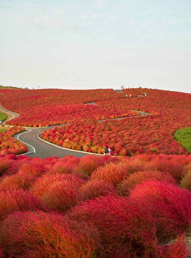1528 Рассветная страна цветов «Hitachi Seaside Park»