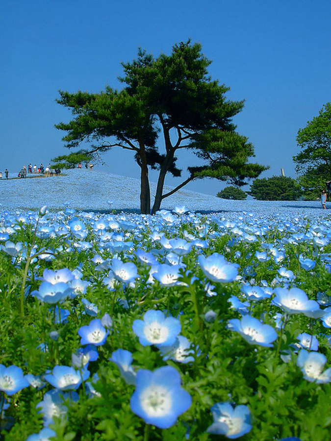 1628 Рассветная страна цветов «Hitachi Seaside Park»