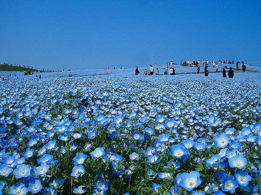 1727 Рассветная страна цветов «Hitachi Seaside Park»