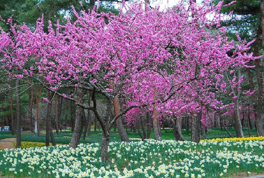 1827 Рассветная страна цветов «Hitachi Seaside Park»