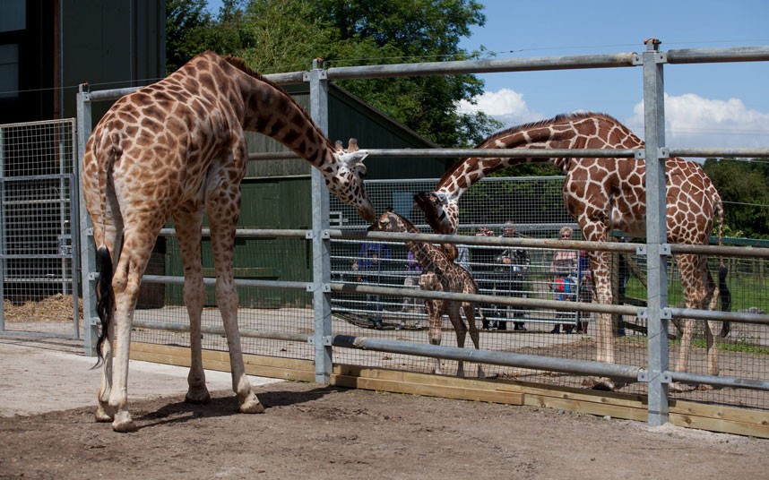 4144 Новорожденный жираф в Бристольском зоопарке